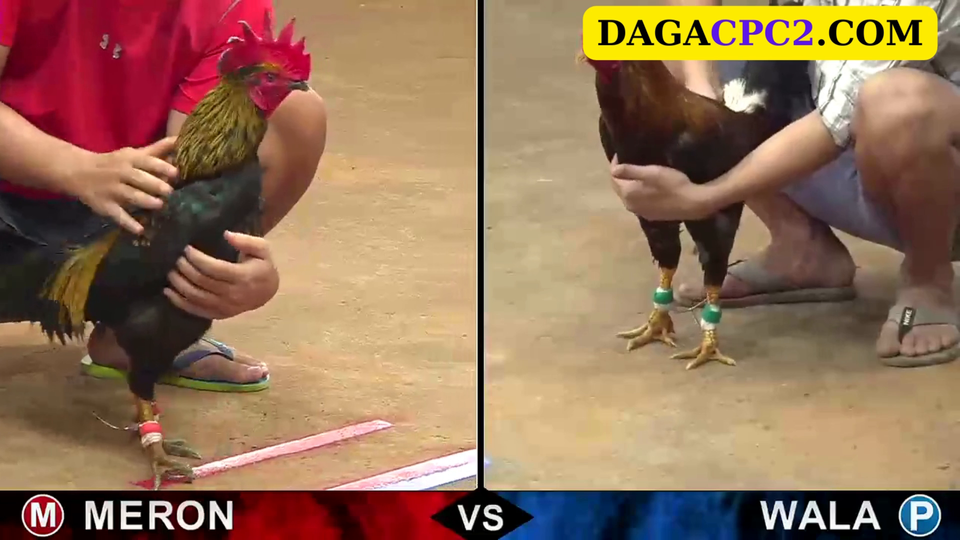 Cách xem đá gà trực tiếp từ Campuchia với website dagacpc2.com